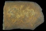 Two Trilobite Cruzianas (Fossil Trackways) - Morocco #118350-1